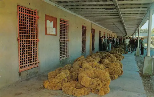 A989 US Tarpon Springs, Florida Sponge Auktion Vintage Postkarte