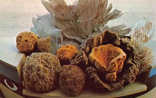 A989 US Tarpon Springs, Florida Naturschwämme aus Golf Postkarte