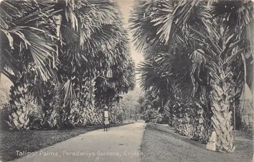 Sri Lanka Ceylon Talipot Palmen Peradeniya Gärten Colombo Postkarte