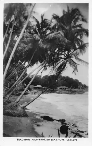 Sri Lanka Ceylon schöne palmengesäumte Meeresküste Strand RPPC hergestellte Postkarte
