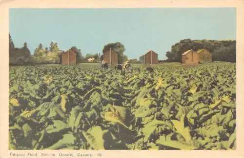 B020 Kanada Ontario Tabakfeld Simcoe Vintage Postkarte