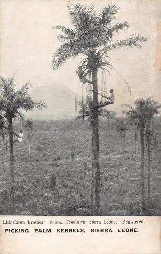 B441 Sierra Leone pflückt Palmkerne Ureinwohner klettern Bäume ethnische Postkarte