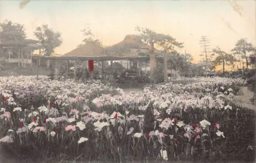 L274 Japan The Iris Horikiri Tokyo Flowers Pavilion Vintage Postcard