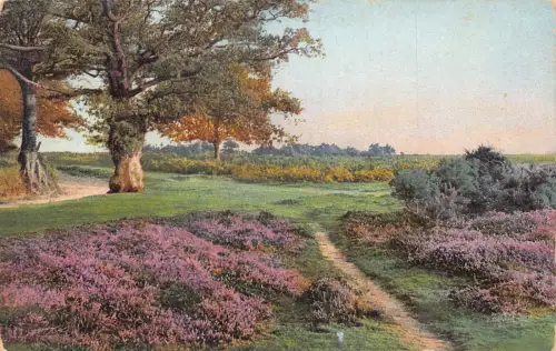 A850 England 1913 Beauty Spots Heath New Forest Vintage Postkarte