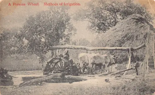 A864 Iran Persisches Rad Methoden der Bewässerung Wassermühle Ochse Vintage Postkarte