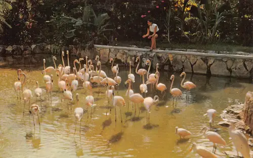 B159 Bahamas Nassau schöne Ardastra Gärten Flamingo Vögel Vintage Postkarte