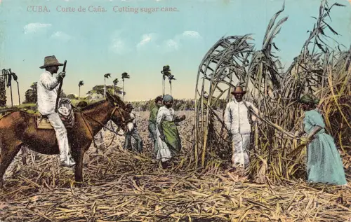 A902 Kuba Corte de Cana Schneiden Zuckerrohr Bauern Eingeborene Ethno Postkarte