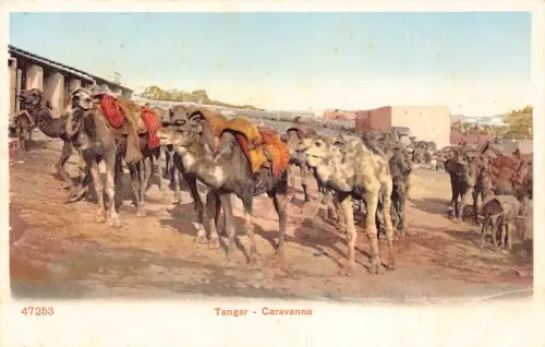 B666 Marokko Tanger Caravanne Kamele Vintage Postkarte