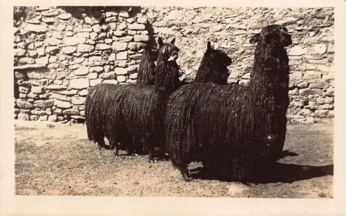 Peru Alpaka 1925 Tiere RPPC Vintage Postkarte B931