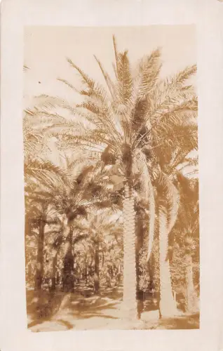 B224 Iraq Native clipping date tree Ethnic RPPC postcard