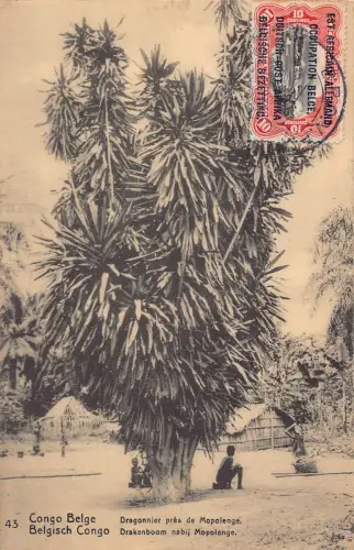 Belgisch Kongo Drachenbaum bei Mopolenge Vintage Postkarte B984