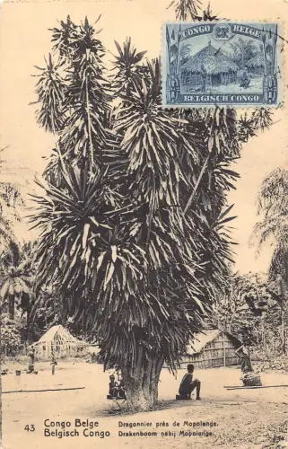 Belgisch Kongo Drachenbaum bei Mopolenge Vintage Postkarte B984