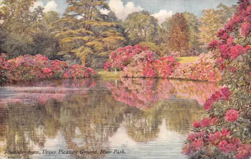 England Rhododendren Blumen Upper Pleasure Ground Moor Park Vintage Postkarte