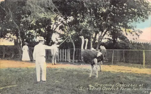 A968 USA 1910 Training Strauße Skinkards Farm San Antonio Texas Postkarte