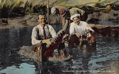 Panama Alligatoren gefangen auf der Landenge von Panama Vintage Postkarte