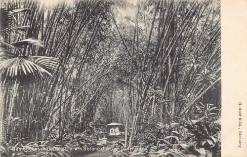L228 Indonesien Niederländisch-Ostindien Buitenzorg Botanischer Garten Bambus Postkarte