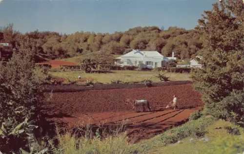 Bermuda Farming Horse Plough Vintage Postkarte