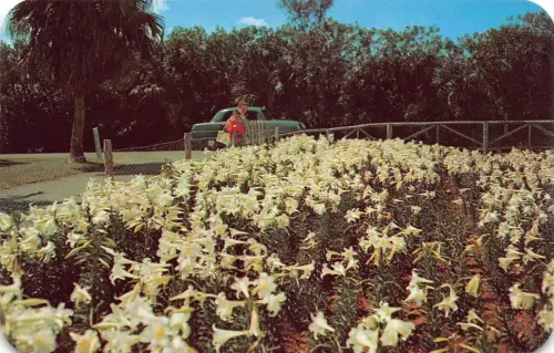 Bermuda 1975 Ecke Osterlilienfeld im Botanischen Garten Vintage Postkarte