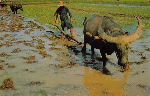 Thailand Reisanbau Pflügen mit Büffeln Bauern Vintage Postkarte