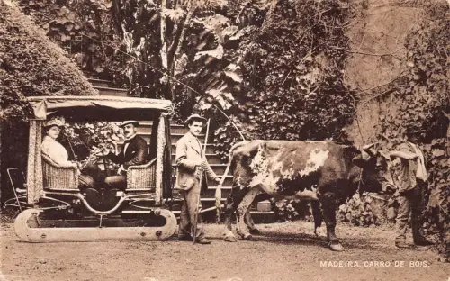 Portugal Madeira Bullock Schlittenwagen Vintage Postkarte