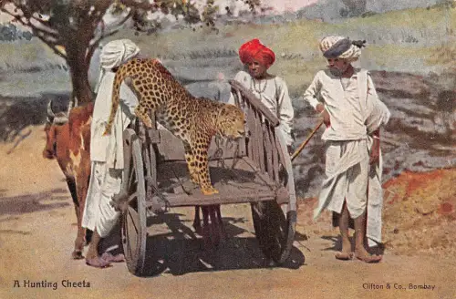 A993 Indien Jagd Cheeta einheimische Jäger Wagen ethnische Vintage Postkarte