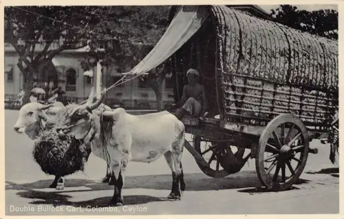 Sri Lanka Ceylon Double Bullock Cart Colombo Vintage Postkarte