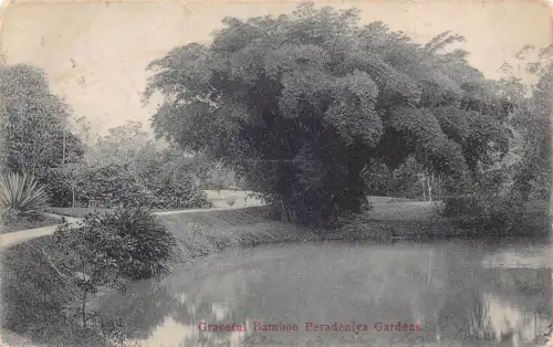 Sri Lanka Ceylon 1912 Anmutige Bambus Peradeniya Gärten Vintage Postkarte