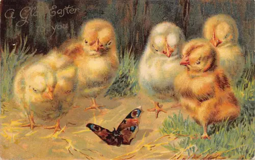 B425 Ostergrüße 1908 Küken analysieren einen Schmetterling Vintage Postkarte
