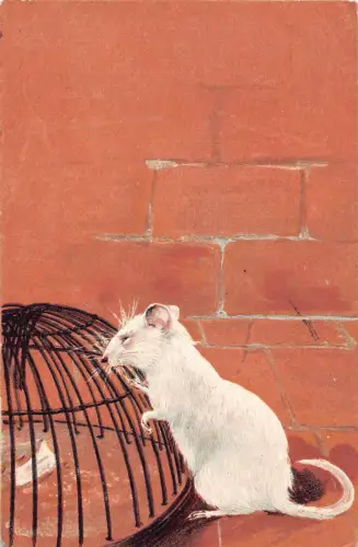 Geprägte alte Postkarte weiße Maus von 1905 mit Blick in den Käfig