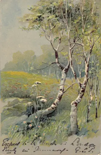 Landschaft 1905 Birken Wald und Wiese geprägte Postkarte