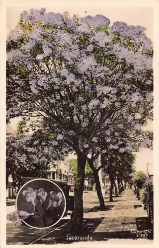 Blumen von Jacaranda Baum auf Gasse Vintage Postkarte