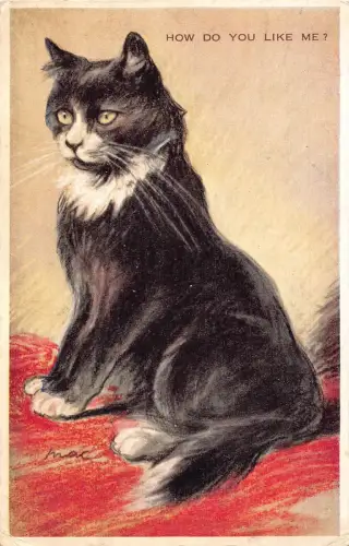 Tiere 1942 schwarz-weiße Katze Kunst von Mac Wie gefällt mir? Postkarte C411
