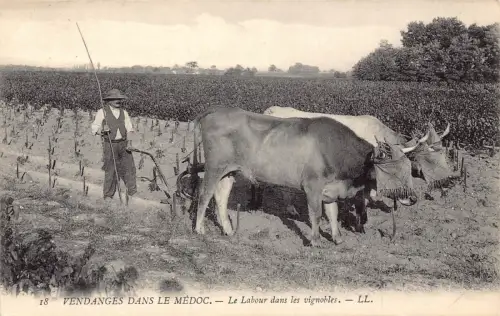 Frankreich Landwirtschaft Bauer Ochsenpflug Vendanges dans la medoc Postkarte C417