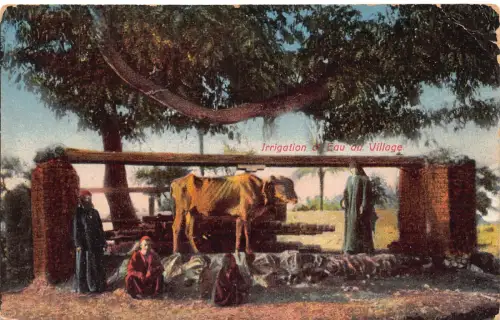 Ägypten Irrigation of Eau au Village Skinny Cow Natives 1919 Field Postcard C417