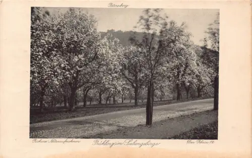 A626 Deutschland 1921 Frühling im Siebengebirge Petersberg alte Postkarte