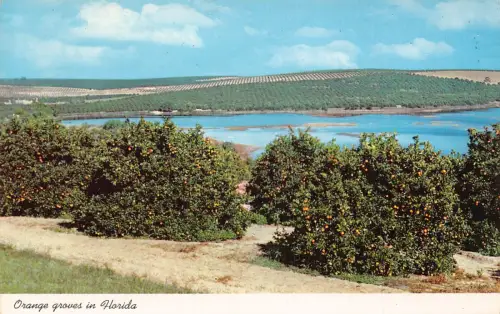 B021 US Orange Groves in Florida Vintage Postkarte