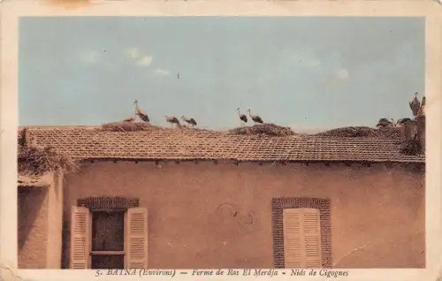 B012 Algerien Batna Ferme de Ras el Merdja Nids de Cigognes Vögel Störche Postkarte