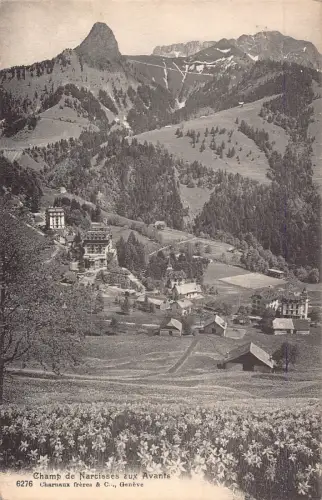 A641 Schweiz 1925 Avants Narzissen Feldmeister von Narzissen Postkarte