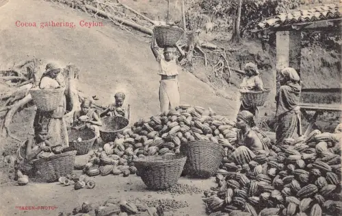 B431 Ceylon Sri Lanka Cocoa Gathering Ethnic Native Vintage Postcard