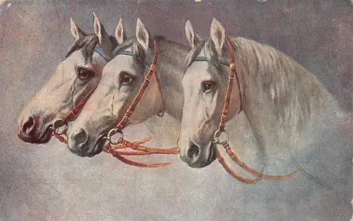 A687 Kunst Drei Weiße Pferdeköpfe mit Zaumzeug Vintage Postkarte