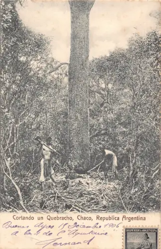 A689 Argentinien 1907 Cortando Quebracho Chaco Arbeiter schneiden Baum Postkarte
