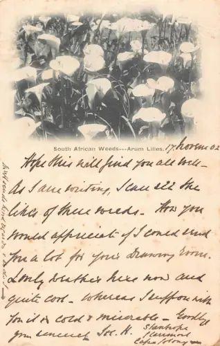 A664 Südafrika 1902 Blumen Unkraut Arum Lilien Vintage Postkarte