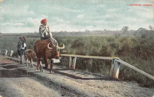 L476 Myanmar Burma ein burmesischer Bauer reitet Kuh Vintage Postkarte