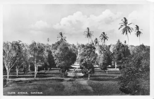 L476 Tansania Sansibar Clove Avenue Echtfoto Vintage Postkarte
