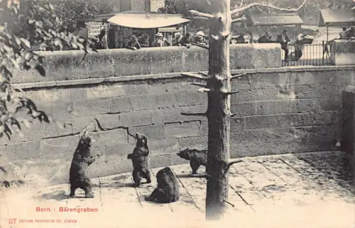 A718 Schweiz 1903 Bern Baerengraben Bären Zoo Garten Postkarte