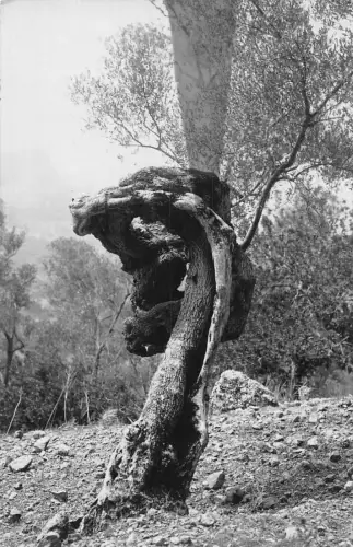 A718 Spanien Olivo Milenario Pollensa Mallorca Olivenbaum Vintage Postkarte