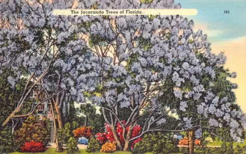 B029 USA 1961 The Jacaranda Trees of Florida Vintage Postkarte