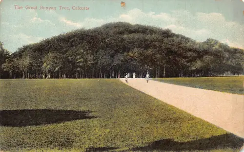 A740 Indien Großer Banyan Baum Kalkutta Vintage Postkarte