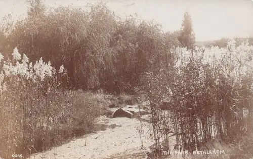 A749 Israel 1912 Park Bethlehem RPPC Vintage Postkarte