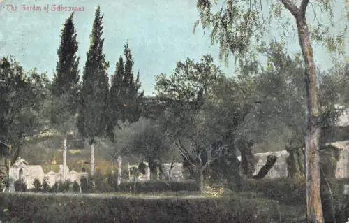 A749 Israel 1906 Garten Gethsemane Garten Vintage Postkarte